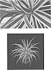 Agave%20bracteosa%20%28Zucc.%29%20%27Stingray%27