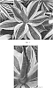 Agave%20%27Ripple%20Effect%27
