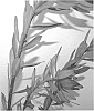 Leucadendron%20species%20%27REVERSE%20POLARITY%27