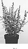 Buddleia%20davidii%20x%20Buddleia%20alternafolia%20%27Podcept1%27