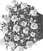 Dianthus%20caryophyllus%20%27Hilbechgre%27
