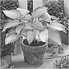 Hosta%20hybrida%20%27B200%27