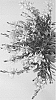 Gaura%20lindheimeri%20%27Summer%20Star%20Baby%27