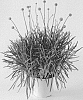 Craspedia%20plant%20named%20%27DCRAGOLFBY%27
