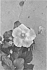 Hibiscus%20rosa-sinensis%20%27DUP-FLC%27