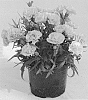 Dianthus%20caryophyllus%20%27KLEDP16188%27