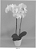 Phalaenopsis%20hybrid%20%27PHALGOWIJ%27