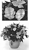 Impatiens%20hawkeri%20%27Duepetmgo%27