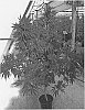 Cannabis%20plant%20named%20%27EREZ%27