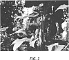 Humulus%20lupulus%20%27BRU-1%27