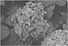 Hydrangea%20macrophylla%20%27GRIFFHY-01%27