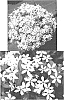 Catharanthus%20roseus%20%27Suncatfe%2023%27