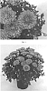 Chrysanthemum%20x%20morifolium%20%27CIFZ0062%27