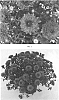 Chrysanthemum%20x%20morifolium%20%27CIFZ0061%27