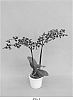 Phalaenopsis%20hybrid%20%27PHALFUEOZ%27
