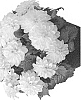 Dahlia%20hybrida%20%27Ferangel%27