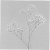 Gypsophila%20paniculata%20L.%20%27Pearls%20White%20Wish%27