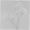 Gypsophila%20paniculata%20L.%20%27Pearls%20White%20Wish%27