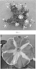 Petunia%20hybrida%20%27SAKPET104%27