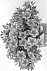 Calibrachoa%20sp.%20%27Duecalvolpi%27
