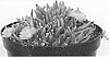 Delosperma%20cooperi%20%27DE18-162%27
