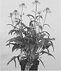 Echinacea%20hybrida%20%27Sunny292%27