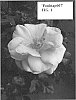 Rosa%20hybrid%20%27Poulnap007%27