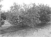 Citrus%20reticulata%20x%20Citrus%20sinensis%20%27RBB7-34%27