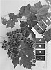 Vitis%20interspecific%20hybrid%20%27IFG%20Thirty-four%27