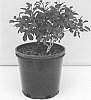 Cotinus%20coggygria%20%27Cotsidh5%27