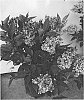 Syringa%20meyeri%20x%20Syringa%20patula%20%27Jeflady%27