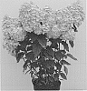 Hydrangea%20paniculata%20%27HP217902%27