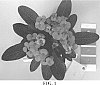 Euphorbia%20milii%20Desmoul.%20%2712-01-ZEU%27
