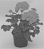 Pelargonium%20zonale%20%27KLEPZ17484%27