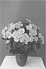 Begonia%20x%20hiemalis%20%27KRBEVPE02%27