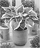 Hosta%20hybrida%20%27B201%27