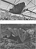 Colocasia%20hybrid%20%27Black%20Goblet%27