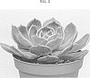 Echeveria%20hybrid%20%27TSAECH1606%27