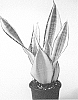Sansevieria%20trifasciata%20%27Hansoti20%27