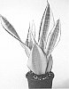 Sansevieria%20trifasciata%20%27Hansoti20%27