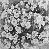 Calibrachoa%20X%20hybrida%20%27Docabloroq%27