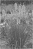Kniphofia%20hybrida%20%27Poker%20Face%27