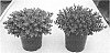 Sedum%20hybrid%20%27Plum%20Dazzled%27