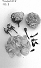 Rosa%20hybrida%20%27Poulpah091%27