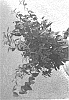 Viburnum%20luzonicum%20%27BLV01%27
