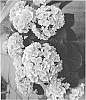 Hydrangea%20macrophylla%20%27H217901%27