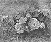 Hydrangea%20macrophylla%20%27Bailmacfive%27