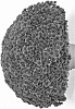Chrysanthemum%20X%20morifolium%20%27G19ADU09MA%27