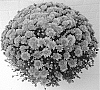 Chrysanthemum%20X%20morifolium%20%27PERONI%20ORANGE%27