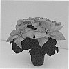 Euphorbia%20pulcherrima%20Willd.%20%27Q102%27